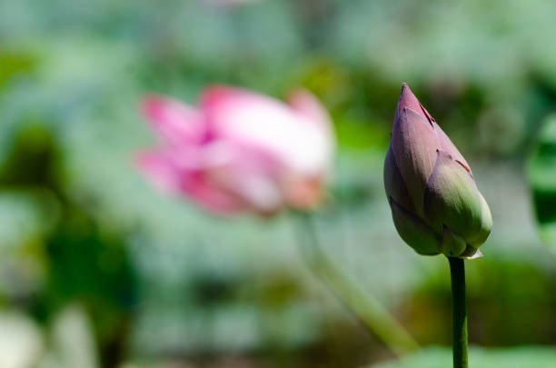 istock Waterlily blossom in the pond 1308667069
