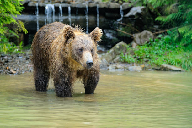 istock Wild  Brown Bear (Ursus Arctos) in the forest. 1308668308