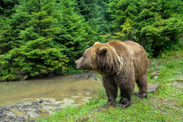 istock Wild  Brown Bear (Ursus Arctos) in the forest. 1308668340