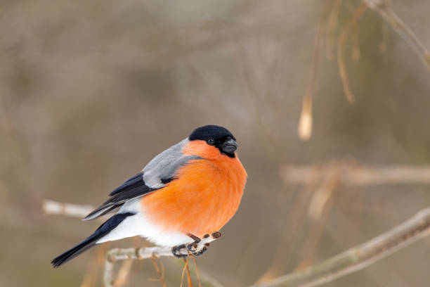 istock Bullfinch on a tree branch looking into the camera. 1308668472