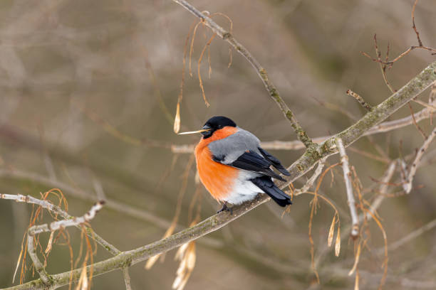 The bullfinch is a large, plump finch that feeds on buds and fruit in woodlands, hedgerows, parklands, gardens and orchards