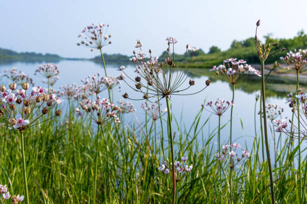 Susak umbrella Butomus umbellatus. Beautiful pink wild flowers. stock photo