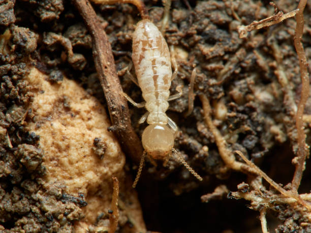 istock Termite Reticulitermes lucifugus 1308668815