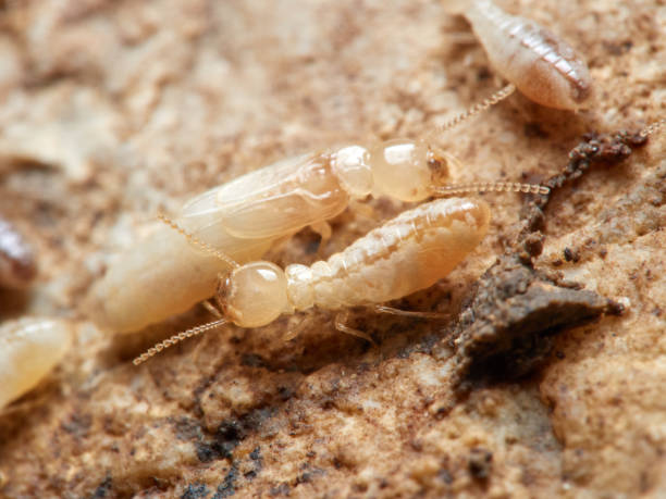 istock Termite Reticulitermes lucifugus 1308668824