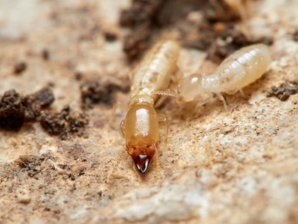 istock Termite Reticulitermes lucifugus 1308668837