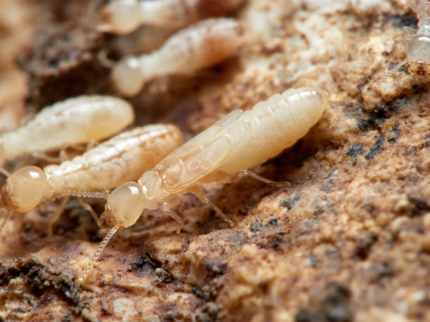 istock Termite Reticulitermes lucifugus 1308668851