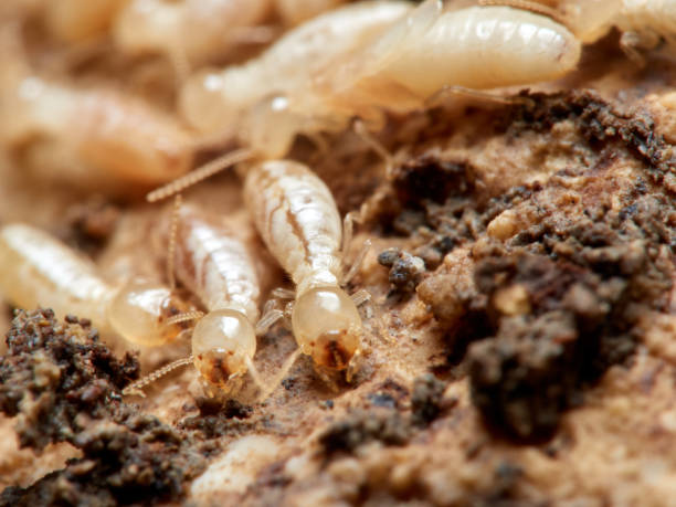 istock Termite Reticulitermes lucifugus 1308668862