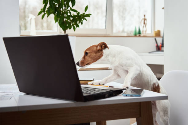 istock Dog work on laptop at home office. Remote work concept 1308670788