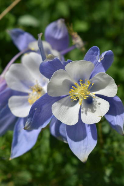 istock A Beautiful Columbine Wildflower 1308673750