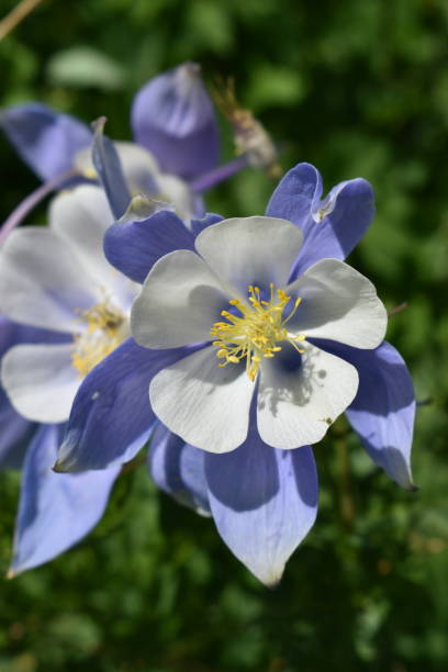 istock A Beautiful Columbine Wildflower 1308673752