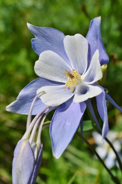 istock A Beautiful Columbine Wildflower 1308673931