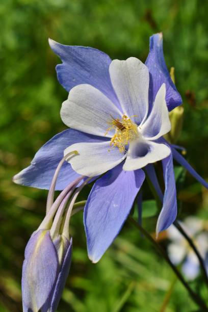 istock A Beautiful Columbine Wildflower 1308673937