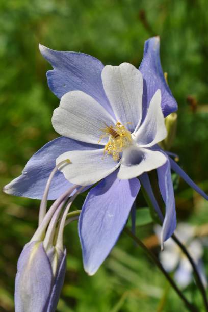 istock A Beautiful Columbine Wildflower 1308673941