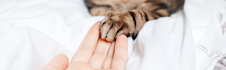 Man giving open hand to cat. Woman touching cats paw as sign of support, compassion and care. Relationship friendship of human and domestic animal pet. Banner header for website.