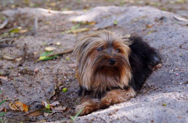 istock Yorkshire Terrier dog lying on the sand. 1308676756