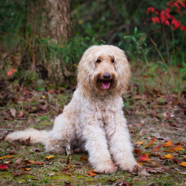 istock Australian labradoodle in nature 1308676934