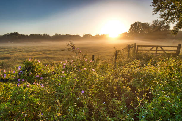 istock Cow pasture at sunrise with morning glory vines 1308677128