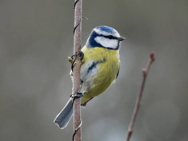 istock A blue tit clinging to a tree branch 1308677767
