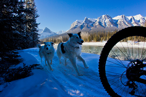 A man goes for a winter mountain bike ride with his two dogs in the Rocky Mountains of Canada.