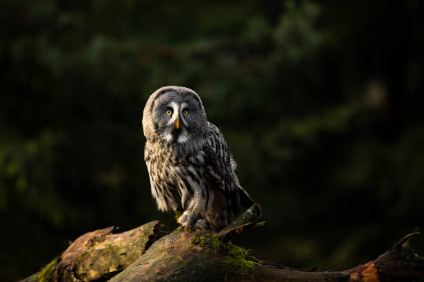 istock Great grey owl (Strix nebulosa) perched in an old tree hunting over a forest in autumn. 1308679282