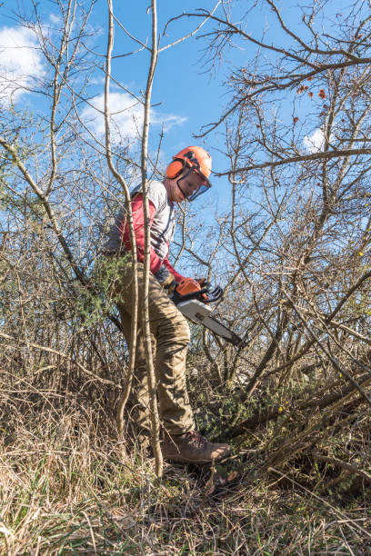 istock Man Cutting the Overgrown Forest Path with Chainsaw 1308680162