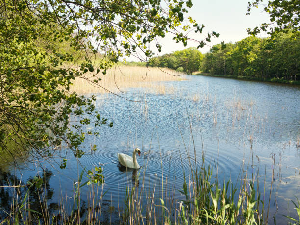 Swan Family at the Lake in Spring