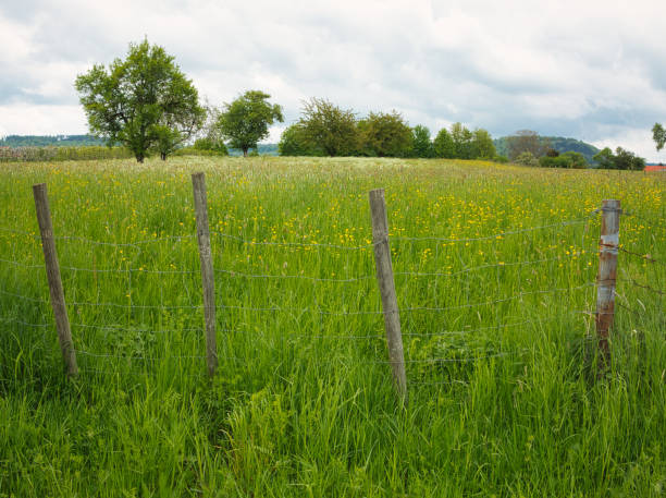 istock Wildflower meadow with fence and trees 1308681719