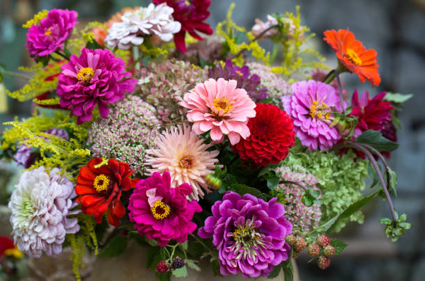 piękny bukiet kwiatów z zinnia i dalii kwitną - berry fruit pink vibrant color leaf zdjęcia i obrazy z banku zdjęć