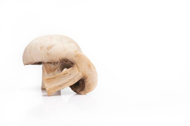 Ripe mushroom on white background