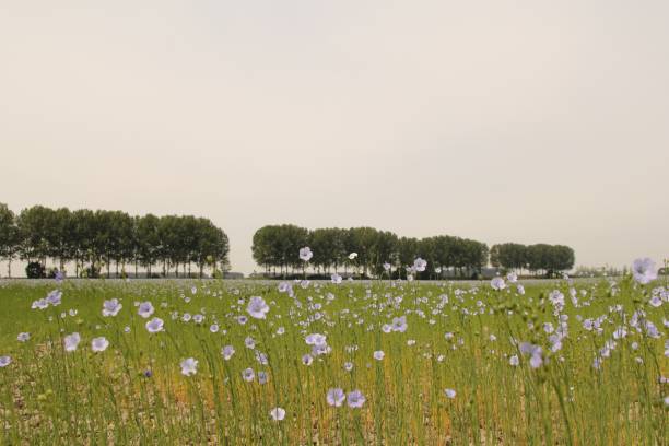 красивое живописное поле льна с маленькими синими цветами в сельской местности в нидерландах - polder стоковые фото и изображения
