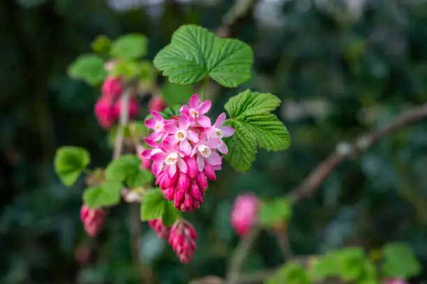 Spring blossom of pink Ribes sanguineum, flowering currant, redflower currant plant close up