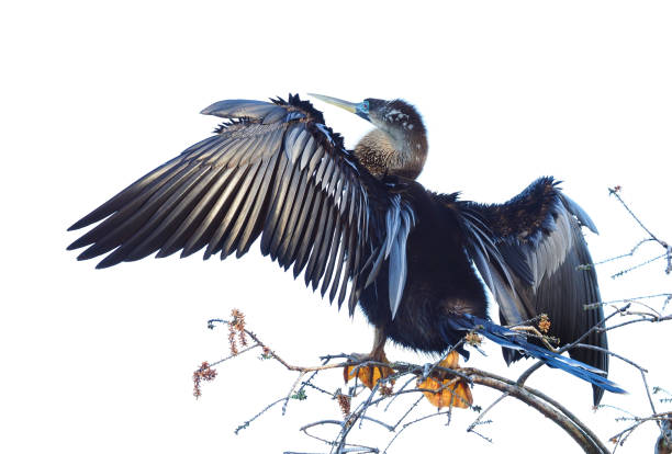 istock A Close-up of an Anhinga Drying It's Wings 1308685304