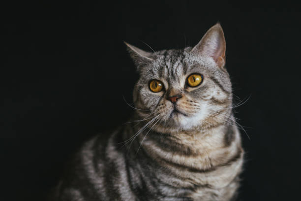 istock Portrait of a funny cat (Scottish Straight breed), dark background. 1308687213