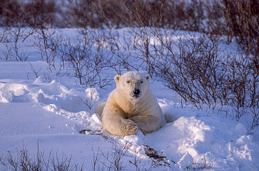 Polar Bear posing for the camera on the beach in Northern Alaska