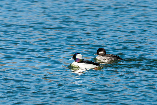 The Bufflehead (Bucephala albeola) is a small migratory sea duck.  They are among the smallest of the American ducks.  Adult males are mostly white with a black back.  Their head is iridescent green and purple with a large white patch behind the eye. Females are grey with a black back and a small white patch behind the eye.  Most buffleheads winter in protected coastal water or open inland water.  Their breeding habitat is wooded lakes and ponds in the boreal forest of Alaska and Canada.  Buffleheads take advantage of their small size by being able to utilize the nesting cavities made by woodpeckers.  They are diving ducks that forage underwater for insects, crustaceans and mollusks.  This pair of buffleheads was photographed while swimming in Walnut Canyon Lakes near Flagstaff, Arizona, USA.
