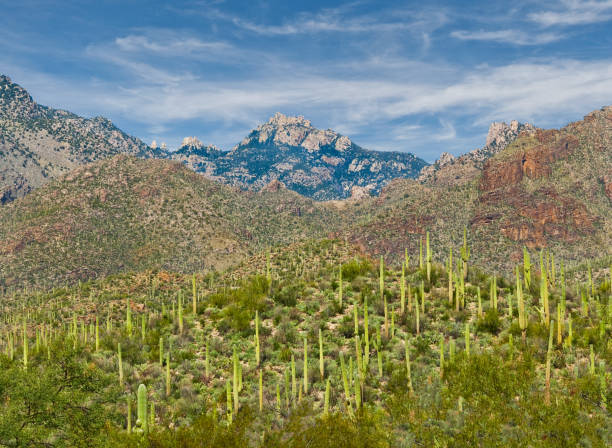 istock Saguaro Forest in Sabino Canyon 1308695791