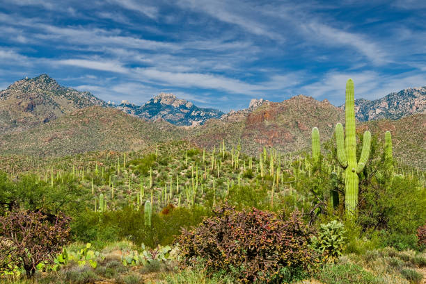 istock Saguaro Forest in Sabino Canyon 1308695842