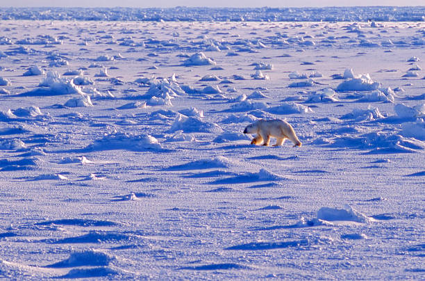 one wild polar bear walking on icy hudson bay - arctic canada landscape manitoba imagens e fotografias de stock