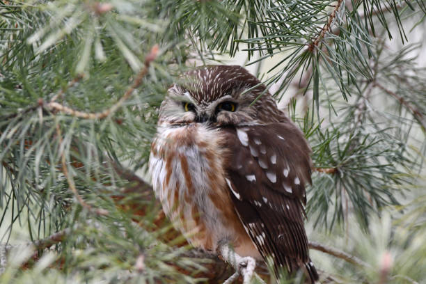 istock Northern Saw-whet Owl 1308696886