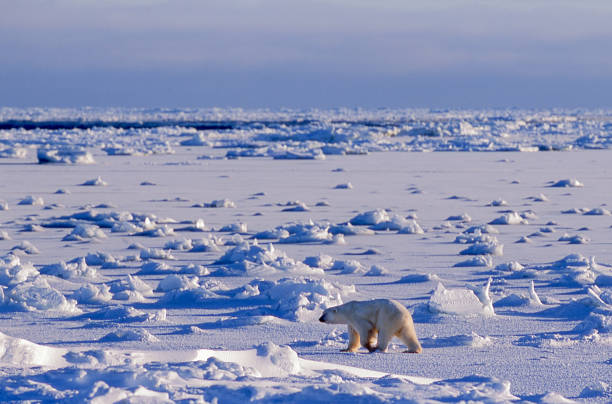 one wild polar bear walking on icy hudson bay - arctic canada landscape manitoba imagens e fotografias de stock