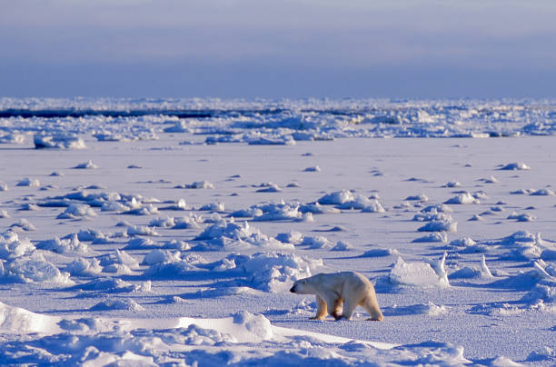 один дикий белый медведь гуляет по ледяному гудзонову заливу - arctic canada landscape manitoba стоковые фото и изображения