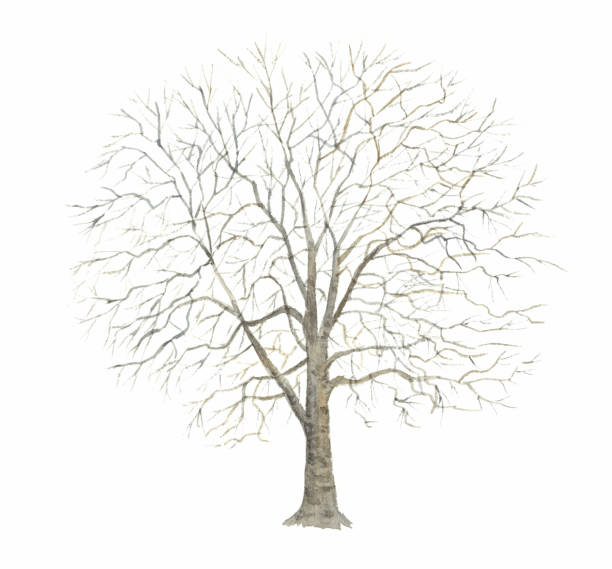 istock Watercolor illustration of winter plane tree. 1308697333