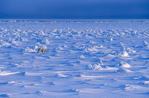 One wild polar bear (Ursus maritimus) walking across the snow covered pack ice towards the Hudson Bay, waiting for the bay to freeze over so it can begin the hunt for ringed seals.\n\nTaken in Cape Churchill, Manitoba, Canada.