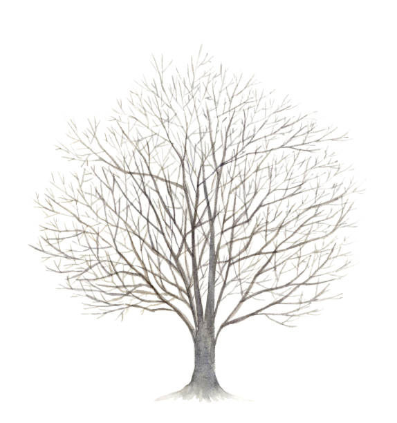 istock Watercolor illustration of winter cherry tree. 1308697553