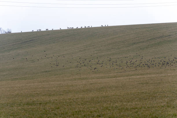 istock A large herd of wild deer on a field meadow 1308697757