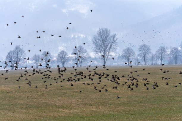 istock Wild birds in flight over a field meadow in late winter 1308697795