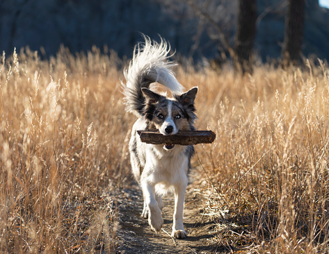 A happy dog carrying a stick as he plays in long grass during golden hour sunset.