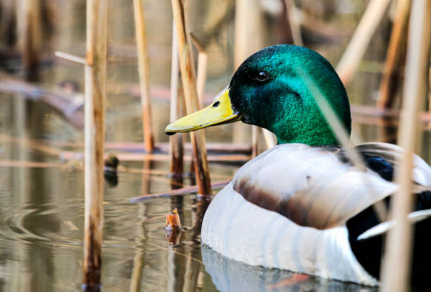 Male Mallard duck amongst reeds stock photo