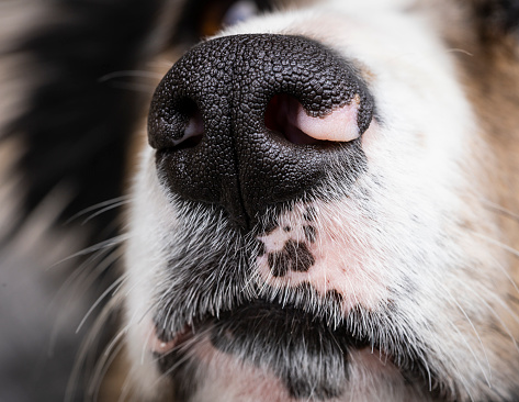 Close up of a blue merle border aussie's nose