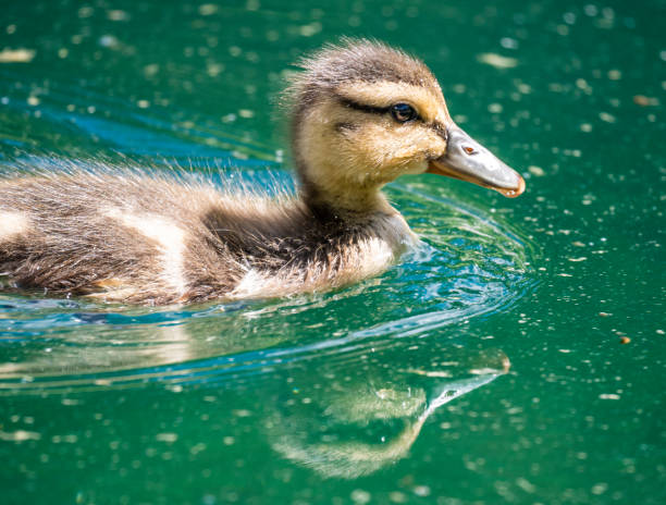 Duckling swimming in a green pond stock photo